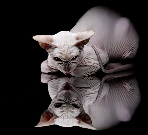 塔图姆末节如神，鹈鹕如飓风终结深圳—个人英雄主义与团队浪潮的交锋启示录