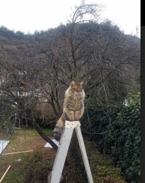 双重收割,深圳队掌控节奏与塔图姆主宰总决赛的交响