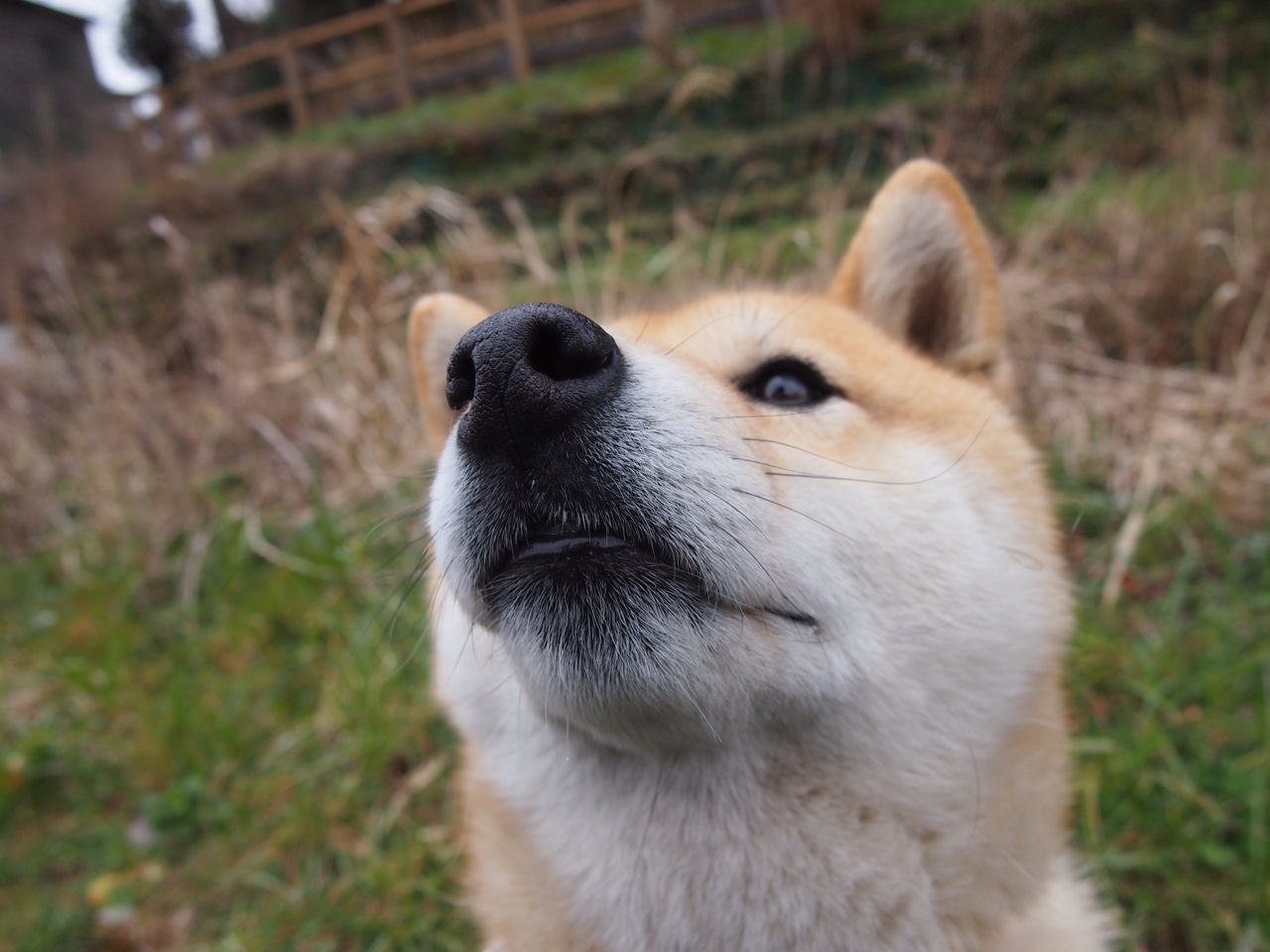数据之上的暗伤，英格拉姆璀璨夜晚与东决的残酷真相
