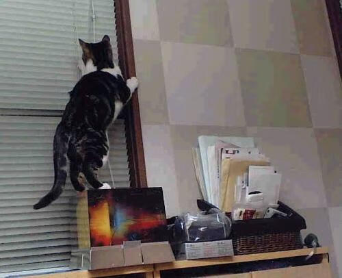 唯一性的双重奏，里昂决胜荷兰与加克波欧冠封神的史诗时刻