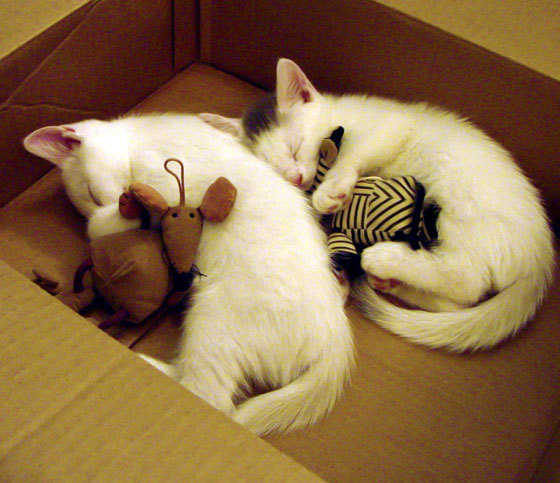 芝加哥的磐石,戈贝尔末节统治助公牛险胜开拓者晋级