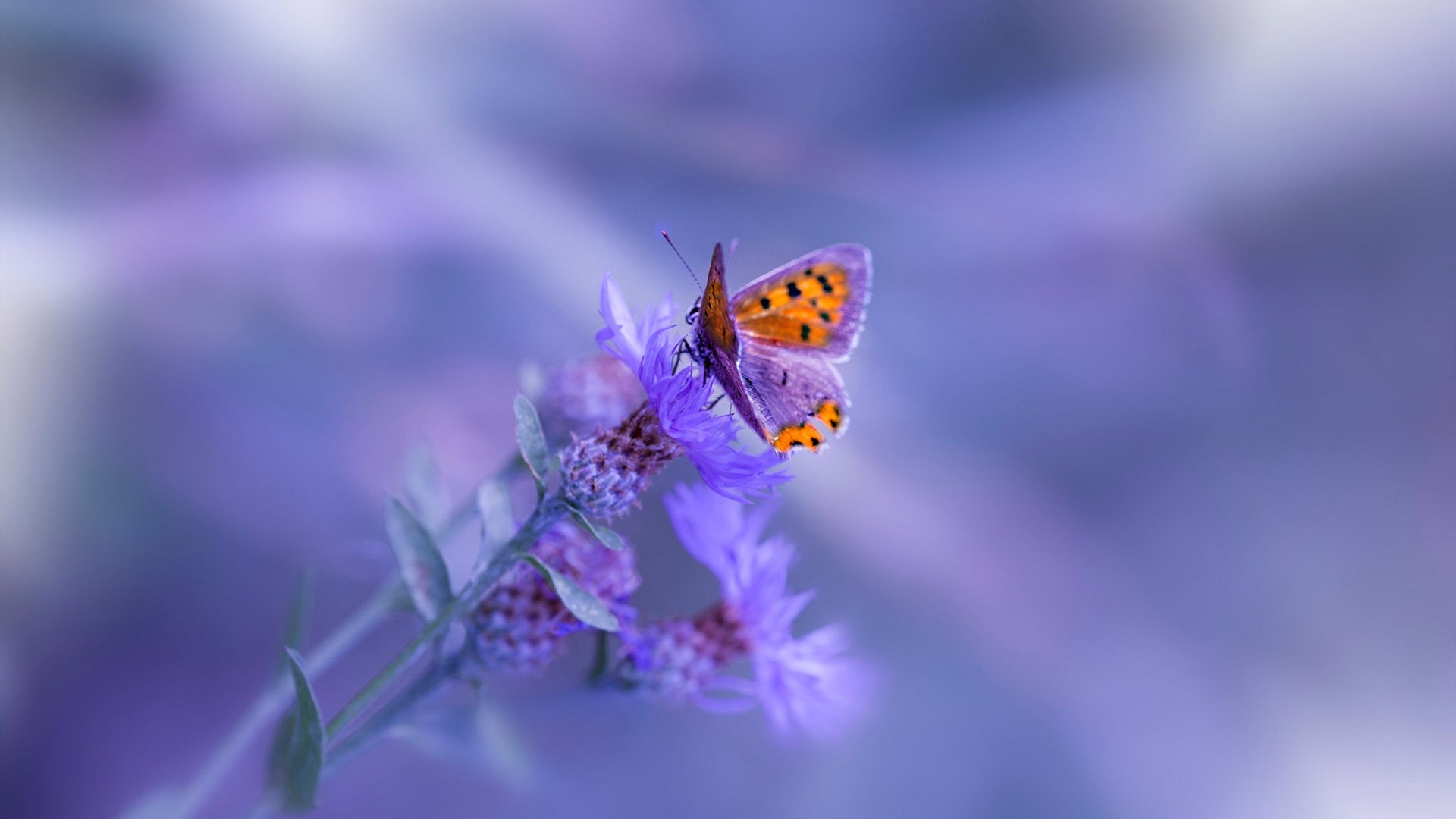 当完美遇见沉稳,埃及用团队足球给波兰上课