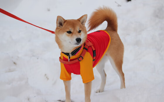 不可复刻的双面月光，巴尔韦德在抢七之夜登顶历史之巅