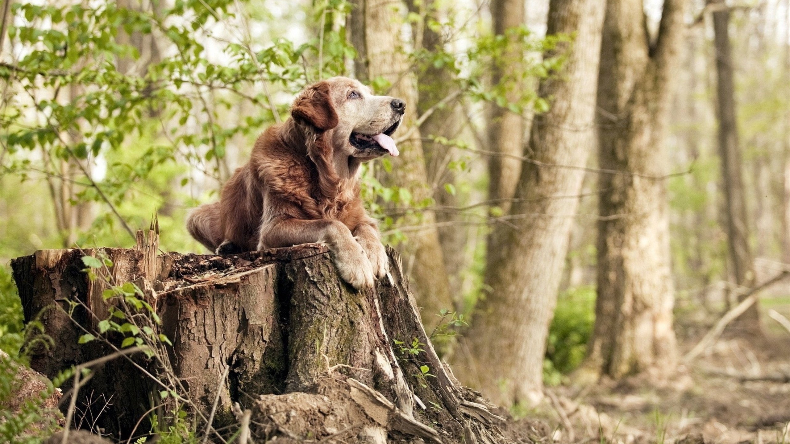 秩序与锋芒,热火团队之刃与塔图姆的突围暴力