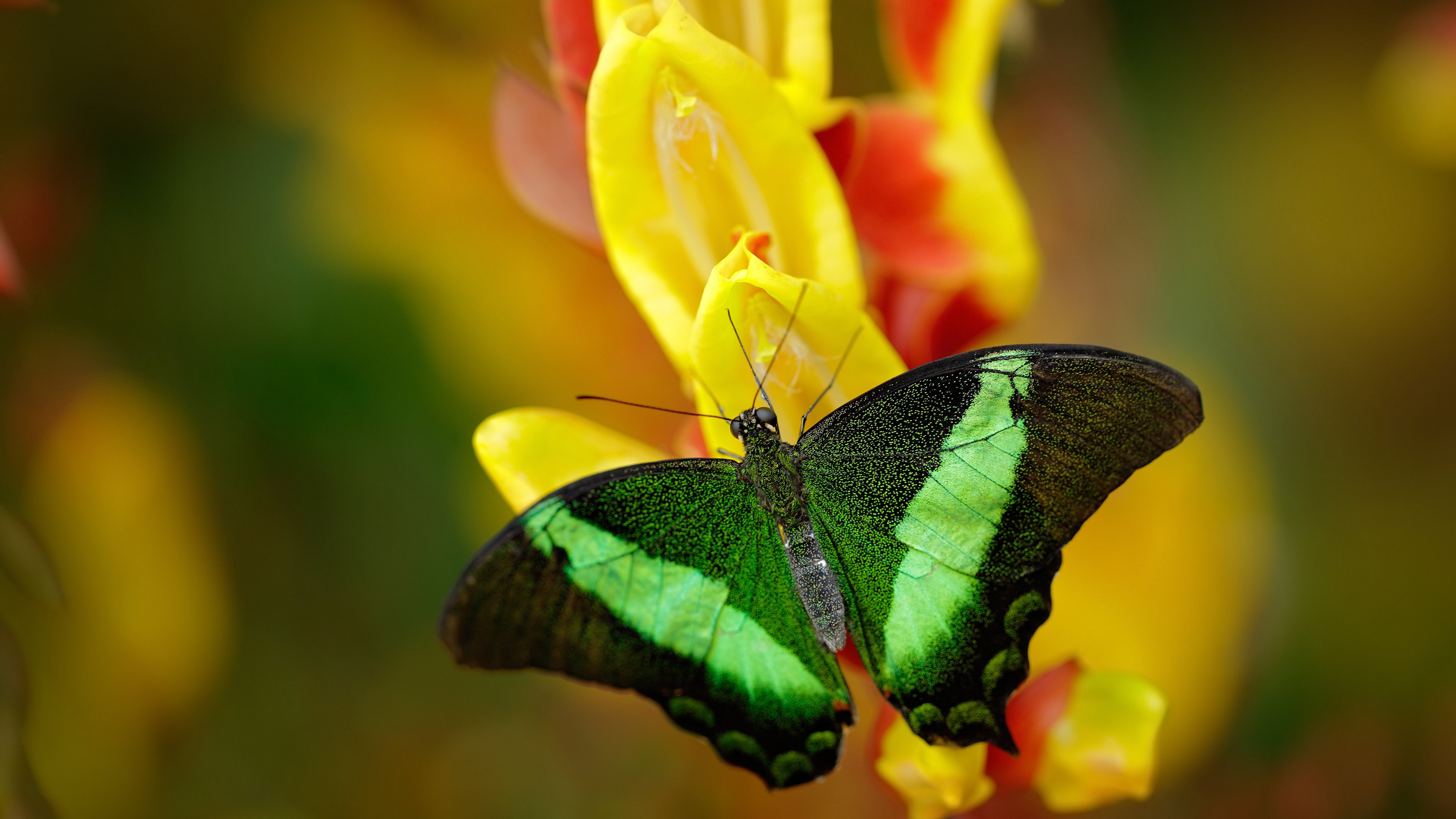 混乱的防线与最后一分钟的英雄，法比尼奥如何让比利时起死回生？