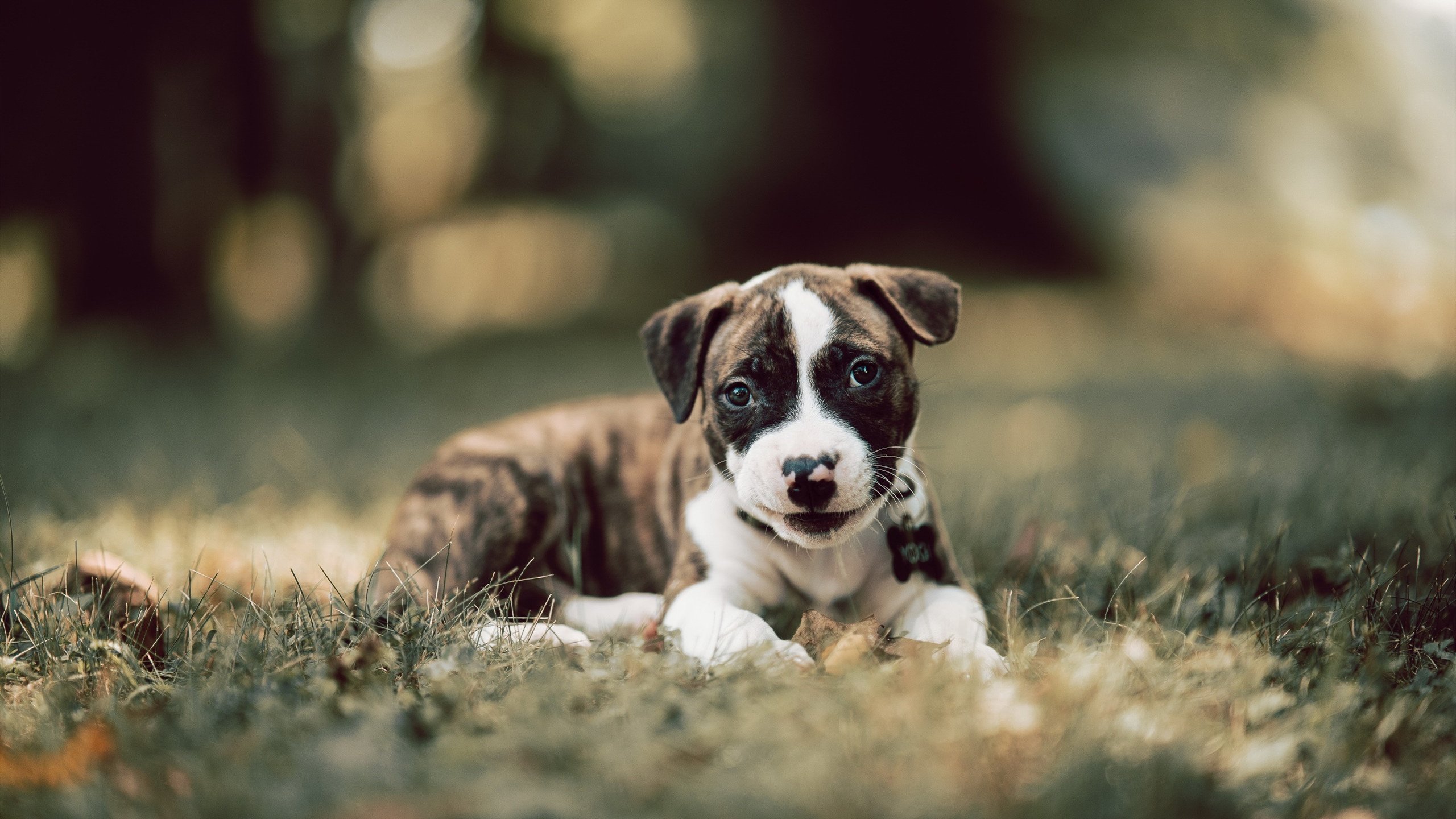瞬息永恒，弗拉霍维奇与那颗决定欧洲之巅的足球