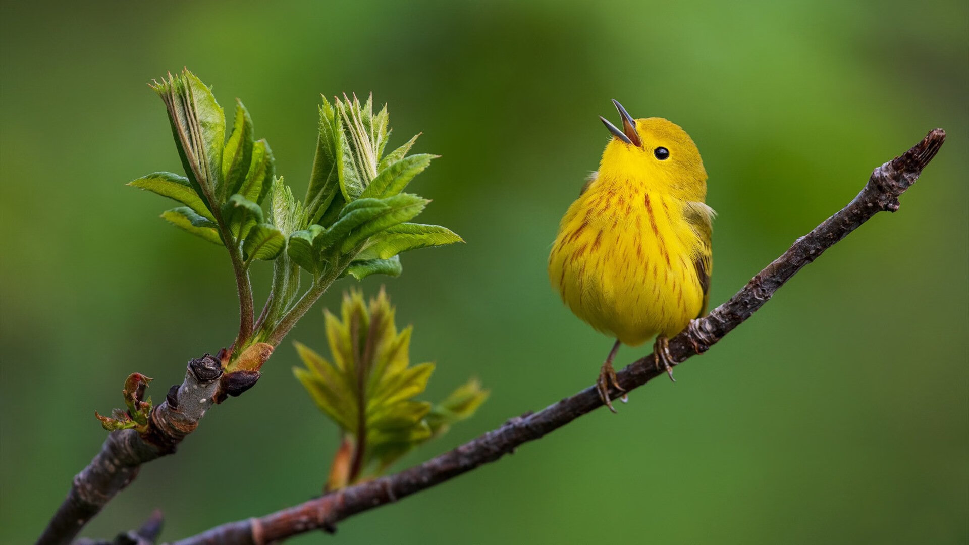 纪律性与艺术性的终极较量，当瑞士军规化身坎特，险胜乌克兰的艺术风暴