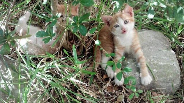 风暴之眼，京多安数据爆炸如何撕裂英格兰的战术棋盘
