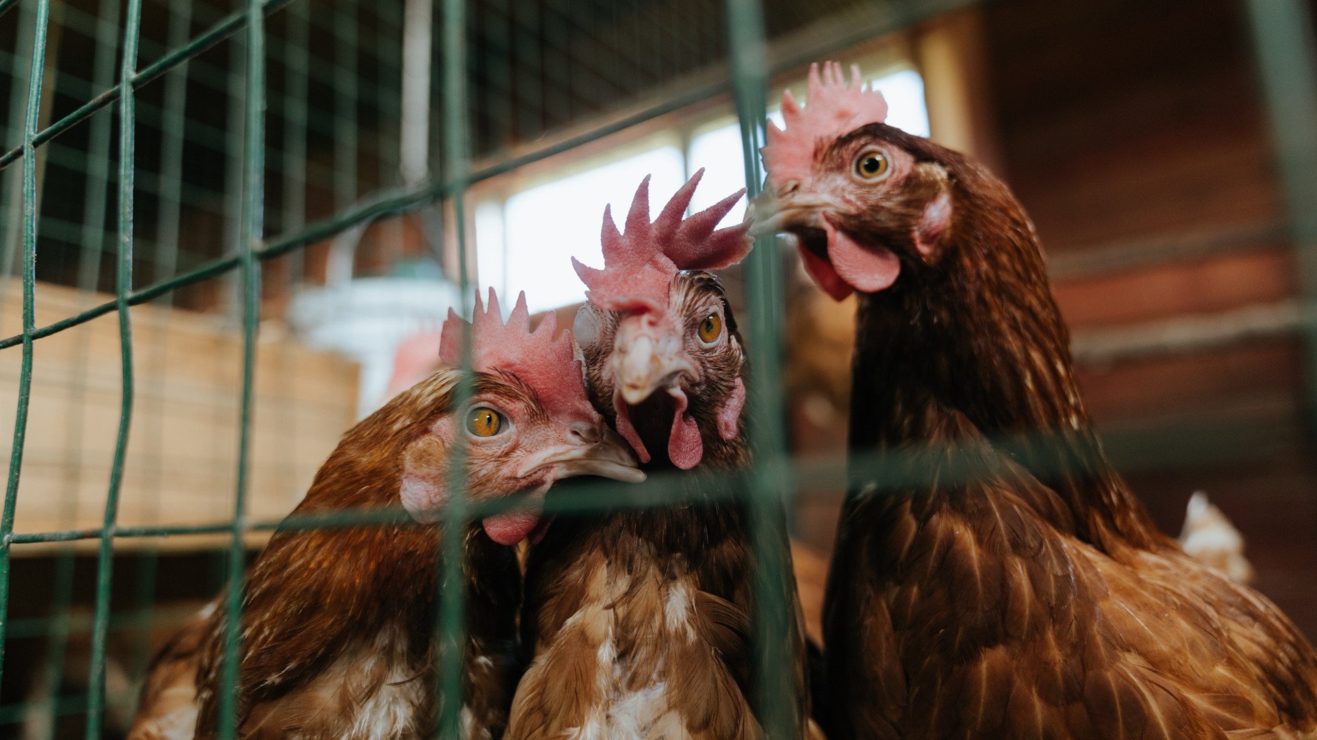 从撕裂到贯穿，浓眉关键节点连续得分如何彻底终结猛龙