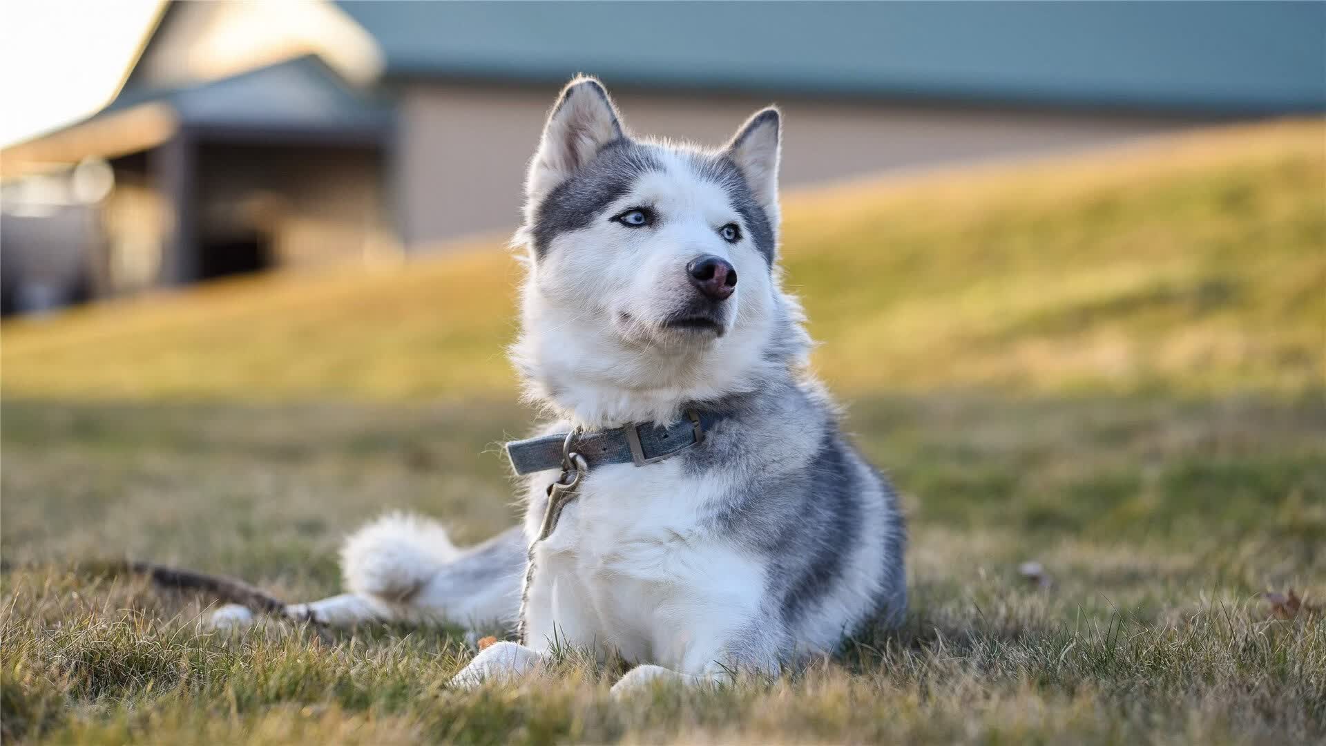 安第斯山脉的逆袭,穆西亚拉闪耀难阻秘鲁绝地反击,西班牙吞下2026世界杯D组最苦涩一战